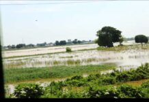 Image of Baturiya Wetland in Jigawa State