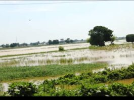 Image of Baturiya Wetland in Jigawa State