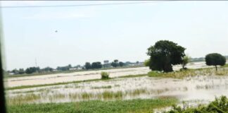 Image of Baturiya Wetland in Jigawa State