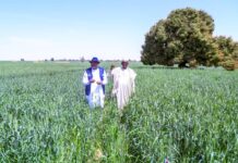 The Minister of Agriculture and Food Security, Sen Abubakar Kyari and Governor, Jigawa State ,Mallam Umar Namadi, during the inspection of Wheat farm at Dabi village, Ringim Local Government Area.