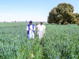 The Minister of Agriculture and Food Security, Sen Abubakar Kyari and Governor, Jigawa State ,Mallam Umar Namadi, during the inspection of Wheat farm at Dabi village, Ringim Local Government Area.