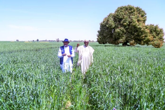 The Minister of Agriculture and Food Security, Sen Abubakar Kyari and Governor, Jigawa State ,Mallam Umar Namadi, during the inspection of Wheat farm at Dabi village, Ringim Local Government Area.