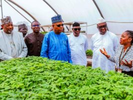 Vice President Kashim Shettima (middle); Deputy Governor of Oyo State, Alhaji Bayo Lawal (3rd from right); Director-General of the International Institute of Tropical Agriculture (IITA), Dr. Simeon Ehui (2nd from right); Cassava Seed System Specialist, IITA, Dr. Mercy Diebiru-Ojo (far right); Director/CEO IITA Business Incubation Platform, Dr. Adebowale Akande (2nd from left); and Minister of Agriculture and Food Security, Sen. Abubakar Kyari (far left) during an assessment visit of the Seed Multiplication Centre at the IITA headquarters in Ibadan, Oyo State on Tuesday (25/02/2025).