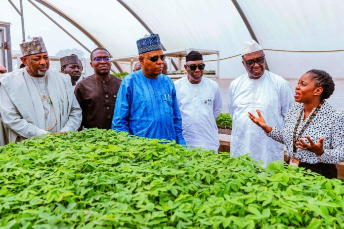 Vice President Kashim Shettima (middle); Deputy Governor of Oyo State, Alhaji Bayo Lawal (3rd from right); Director-General of the International Institute of Tropical Agriculture (IITA), Dr. Simeon Ehui (2nd from right); Cassava Seed System Specialist, IITA, Dr. Mercy Diebiru-Ojo (far right); Director/CEO IITA Business Incubation Platform, Dr. Adebowale Akande (2nd from left); and Minister of Agriculture and Food Security, Sen. Abubakar Kyari (far left) during an assessment visit of the Seed Multiplication Centre at the IITA headquarters in Ibadan, Oyo State on Tuesday (25/02/2025).