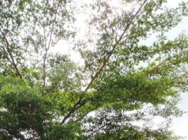 Federal Ministry Of Environment Collaborates With Partners On Sanitation Drive In Lafia