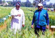 The Governor of Plateau State, Caleb Mutfwang and Minister of Agriculture and Food Security, Sen Abubakar Kyari during the Second National Rainfed Wheat Farmers Field Day in kuru, Jos Plateau State.