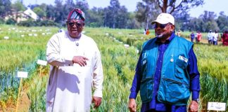 The Governor of Plateau State, Caleb Mutfwang and Minister of Agriculture and Food Security, Sen Abubakar Kyari during the Second National Rainfed Wheat Farmers Field Day in kuru, Jos Plateau State.