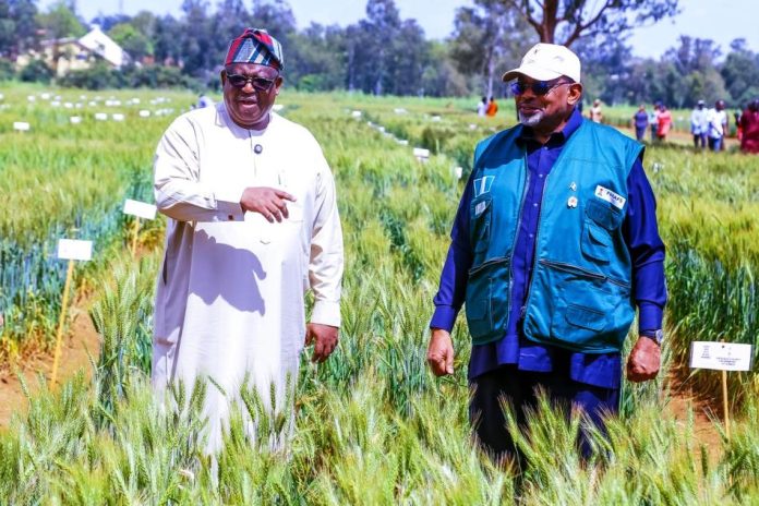 The Governor of Plateau State, Caleb Mutfwang and Minister of Agriculture and Food Security, Sen Abubakar Kyari during the Second National Rainfed Wheat Farmers Field Day in kuru, Jos Plateau State.