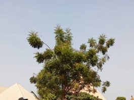 BSEMA, IOM Strengthen Partnership To Deliver Critical Humanitarian Interventions In Benue