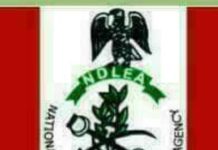 NDLEA Seizes 929.5kg Illicit Drugs, Secures 53 Convictions In Enugu
