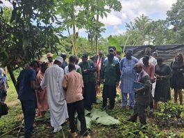 FG Rolls Out 1M Climate-smart Cocoa Seedlings To Boost Yields, Exports, Jobs