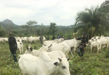 Kogi Recovers About 1,000 Rustled Livestock In Offensive Against Late Battijo’s Gang, Other Bandits Kogi Recovers About 1,000 Rustled Livestock In Offensive Against Late Battijo's Gang, Other Bandits