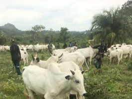 Kogi Recovers About 1,000 Rustled Livestock In Offensive Against Late Battijo's Gang, Other Bandits