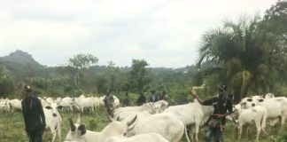 Kogi Recovers About 1,000 Rustled Livestock In Offensive Against Late Battijo's Gang, Other Bandits