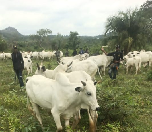 Kogi Recovers About 1,000 Rustled Livestock In Offensive Against Late Battijo's Gang, Other Bandits