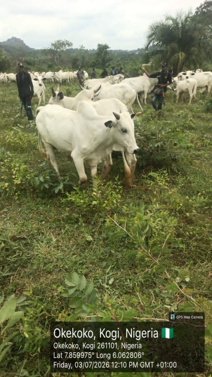 IMG-20260704-WA0057 Kogi Recovers About 1,000 Rustled Livestock In Offensive Against Late Battijo's Gang, Other Bandits