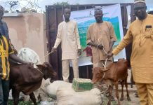 FG Empowers Women And Youth In Jigawa With 100 Bullocks, Heifers And Livestock Production Ancillaries