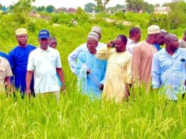 NASENI Deploys Solar Irrigation Systems to Transform Agriculture in Kano