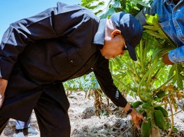 Nigeria Embarks On Mega-Infrastructure Drive To Power Agrifood Boom